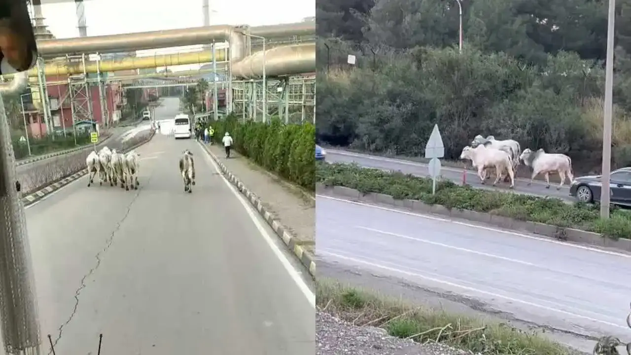 Hatay’da Şehri Turlayan Anguslar Tek Tek Yakalandı 2